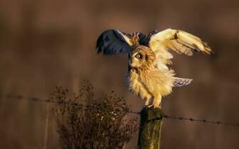 Owl Computer Wallpaper Desktop Background Id