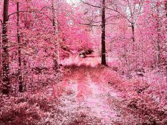 Pink Forest By Tecrom