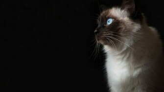 Grumpy Cat HD Wallpaper Black Background