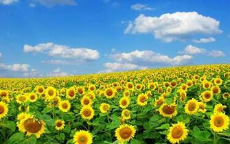 Spring Flowers