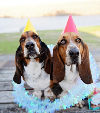 Funny BirtHDay Wishes For Dog Wallpaper