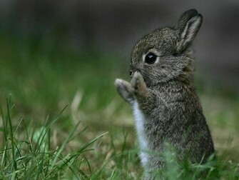 Ooops That S A Cat Xd Ohh Well It Cute Too