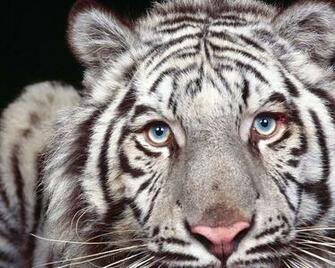 Snow Tiger Wallpaper Myspace Background