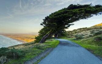 Cross Tree Road Nature Wallpaper Stock