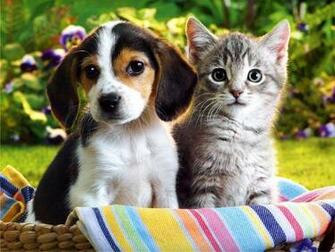 Kitten Basket Flower Wallpaper