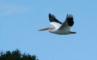 White Pelican Wallpaper American Desktop
