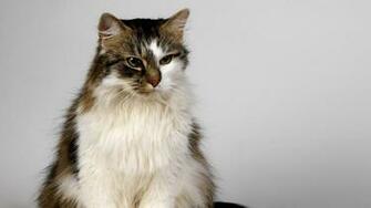 Cat Fluffy Color Suspense Good Stock Photos Image HD