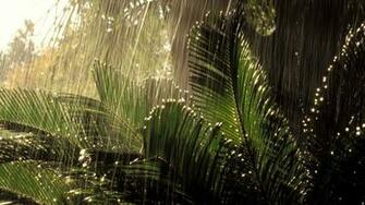 Jungle Computer Wallpaper Desktop Background Id