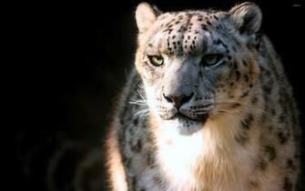 Snow Leopard Wallpaper Animal