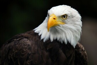 Eagle Computer Wallpaper Desktop Background Id