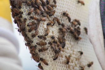 Top Honeycomb Wallpaper Full HD 4k To Use