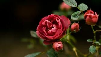 Beautiful Rose Flowers HD Wallpaper Pixel Popular