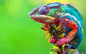 Striped Chameleon Beautiful HD Wallpaper