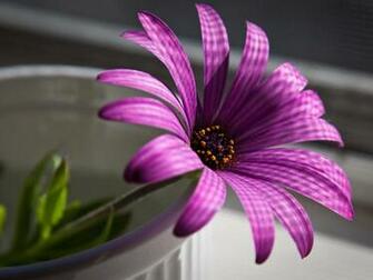 Flowers For Flower Lovers Desk Top HD Beautiful Wallpaper
