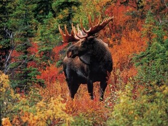 In Fall Colors High Quality Animal And Wildlife Computer Desktop