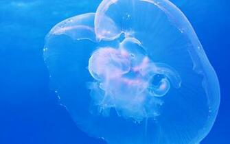 4k Papers Moon Jellyfish Wallpaper