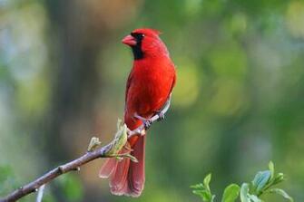 HD Cardinal Bird Wallpaper HDwallsource