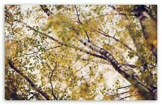 Birch Branches HD Wallpaper For Standard Fullscreen Uxga Xga