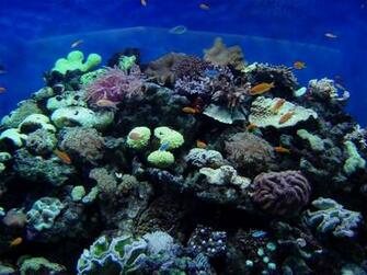 Reef Wallpaper
