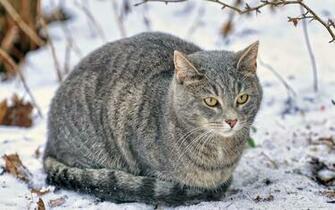 Winter Wallpaper Cat Zing Animals