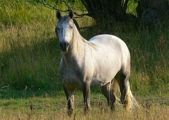 American Quarter Horse Wallpaper