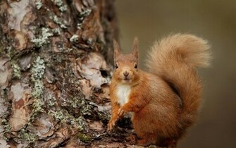Squirrel Wallpaper
