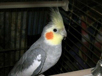 Cockatiel Wallpaper Right Click Save As Desktop Background