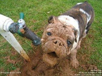 Cartoon Dog Poop Big Pile Of