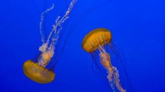 Jellyfish Computer Wallpaper Desktop Background Id