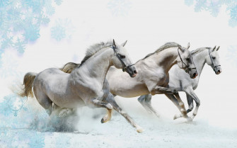 White Horse Wallpaper