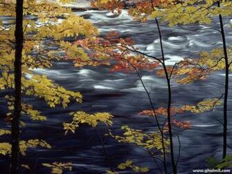 High Quality Yellow Leaves Wallpaper For Computers E Entertainment