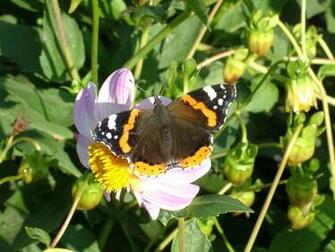 Live Butterfly Screensavers Car Tuning
