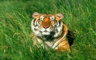 Sunbather Bengal Tiger Wallpaper Tigers Animals In Jpg