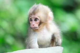 Baby Monkey Wallpaper