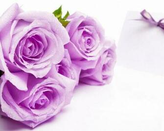 Purple Roses Wallpaper