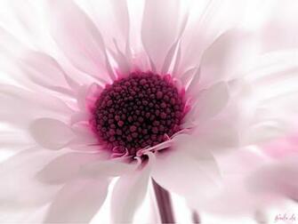 Pink Flower Wallpaper HD