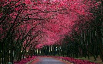 Pink Tree Wallpaper