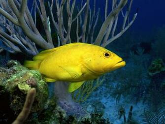 Wallpaper Computer Fish HD Background Desktop