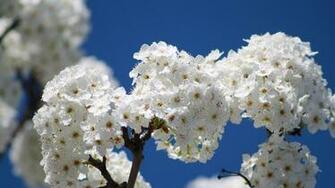 Spring Flowers HD Wallpaper