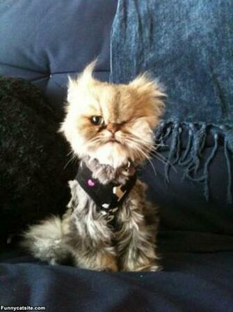 Between Cats And Dogs Funny Pictures Quotes