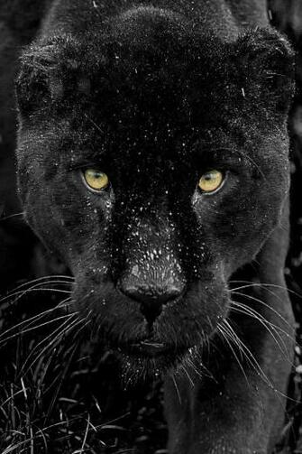 Panther Black Panthers Cats Jaguar Animals