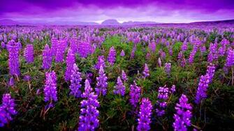 Lavender Field Computer Wallpaper Desktop Background