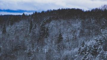 Wallpaper 4k Snow Forest Nature