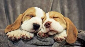Wallpaper Beagles Puppies Dogs 4k Ultra HD Background