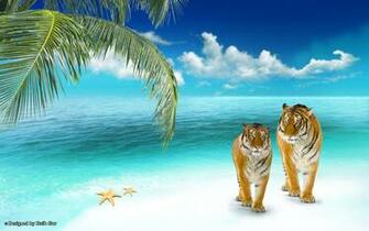 Tigers Animals Animal Wallpaper Full HD