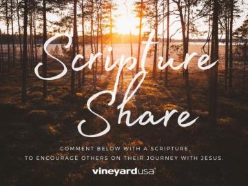 Vineyard Usa Photos