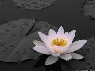 White Lily Flowers Wallpaper