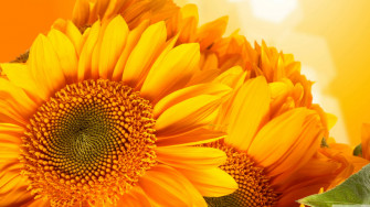 Beauty In Nature Wallpaper