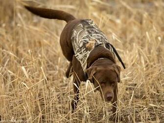 Hunting Dog Wallpaper