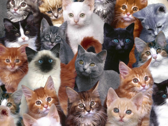 Cat 2bdesktop 2bwallpaper Wallpaper